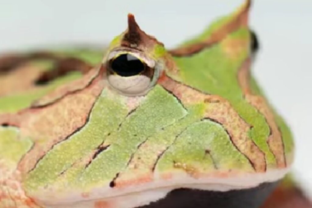 Diseño Sin Título 2025 12 01t163807.088