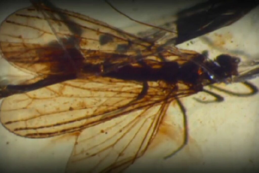 Diseño Sin Título 2025 12 03t151407.188