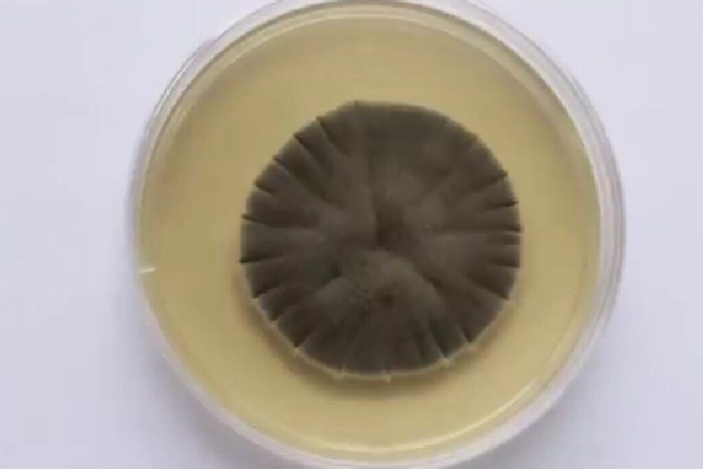 Diseño Sin Título 2025 12 03t182520.737