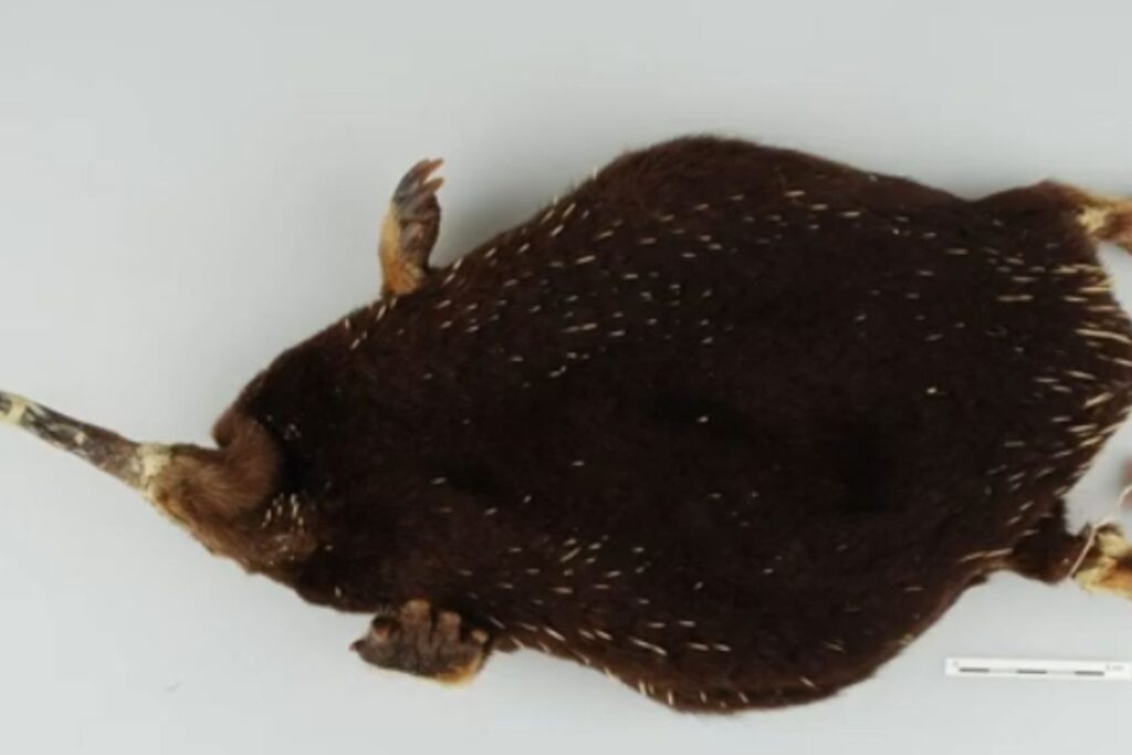 Diseño Sin Título 2025 12 18t185138.731