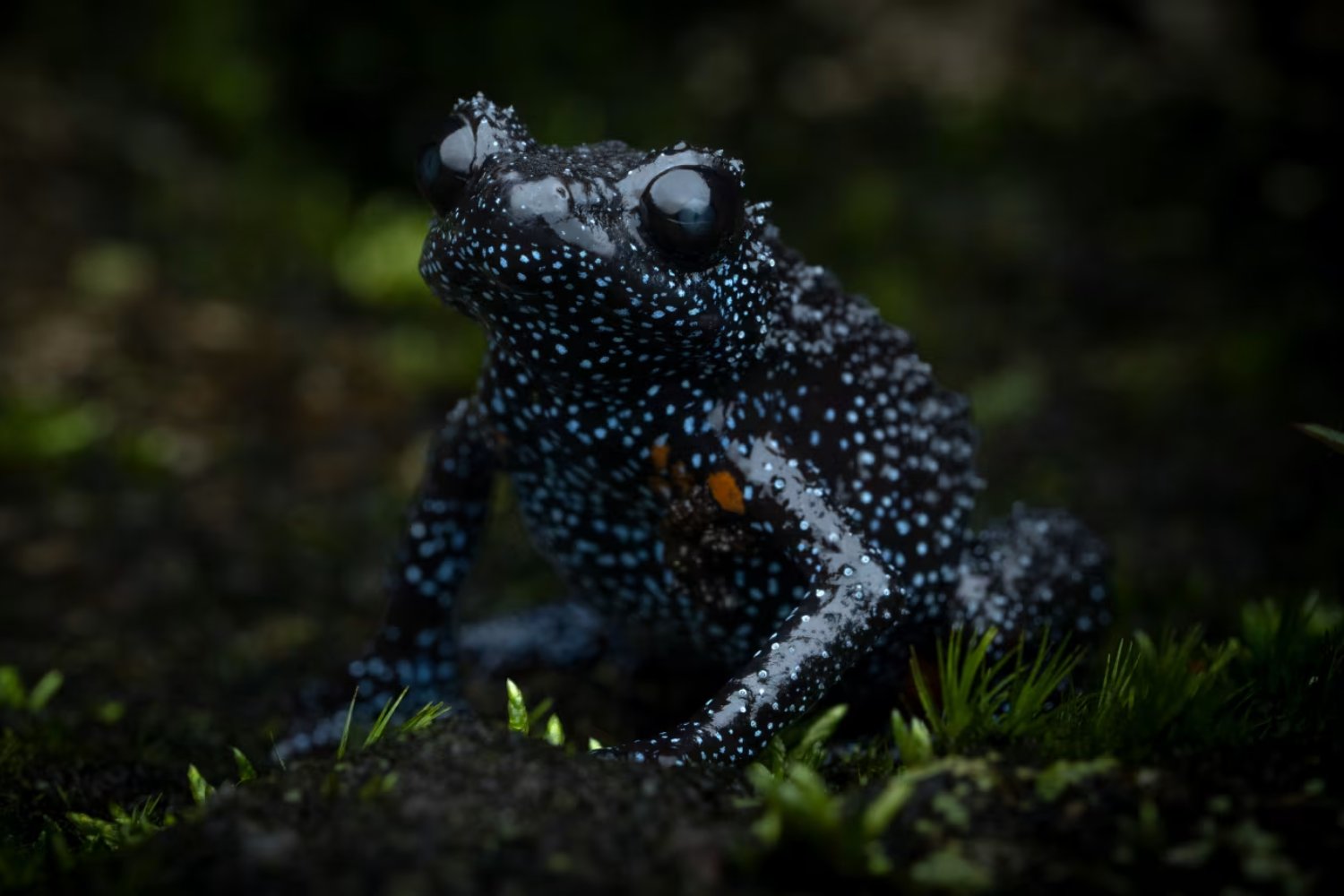 Esta rana es tan fotogénica que ahora está al borde de la extinción. Cuando buscar la foto perfecta acaba destruyendo un ecosistema