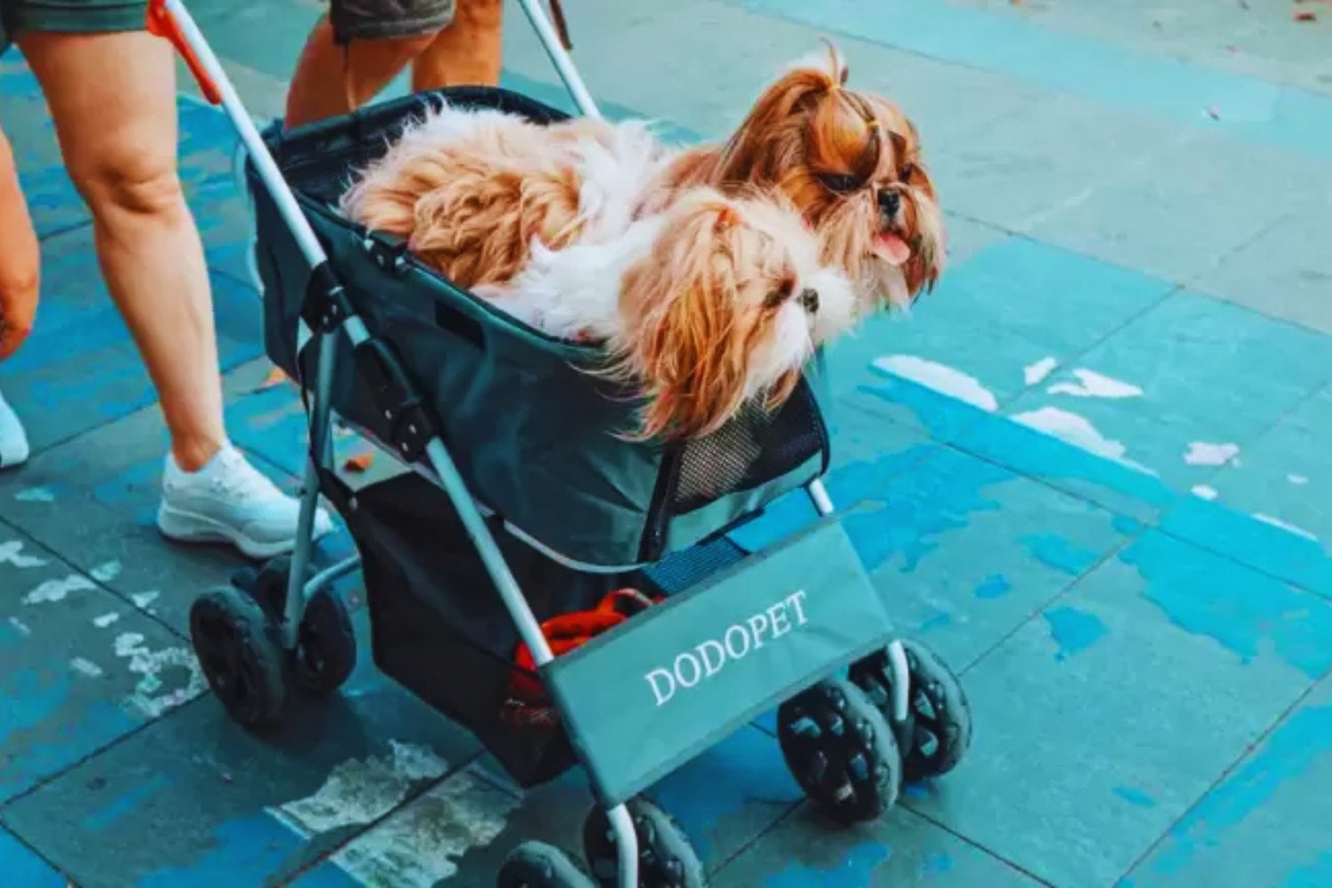 Las mascotas no están reemplazando a los bebés. En algunos países, podrían estar ayudando a que nazcan más