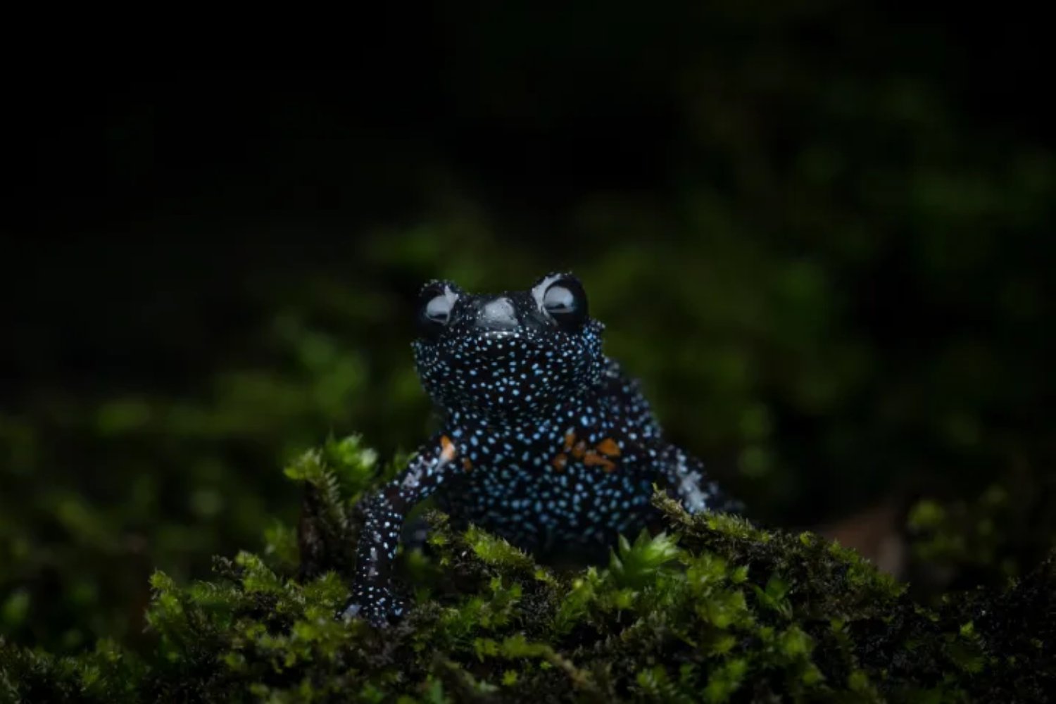 Esta rana es tan fotogénica que ahora está al borde de la extinción. Cuando buscar la foto perfecta acaba destruyendo un ecosistema