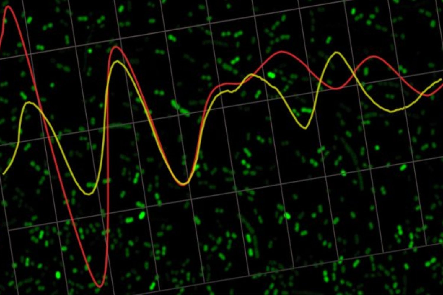 Las bacterias también “saben” qué hora es. Un descubrimiento del Conicet cambia cómo entendemos las infecciones