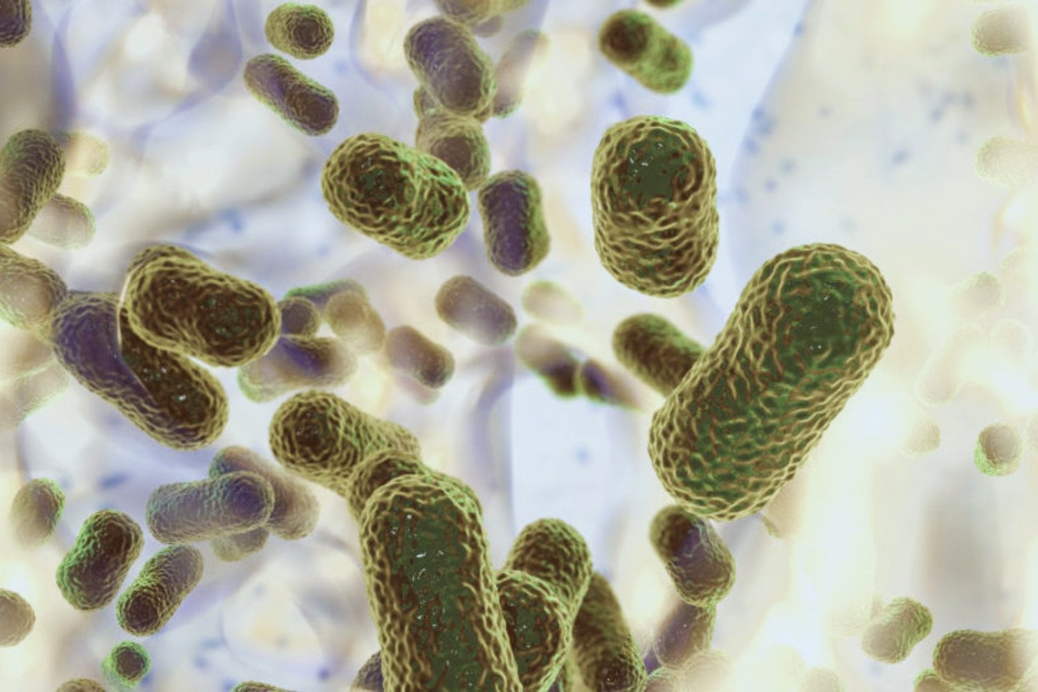 Las bacterias también “saben” qué hora es. Un descubrimiento del Conicet cambia cómo entendemos las infecciones