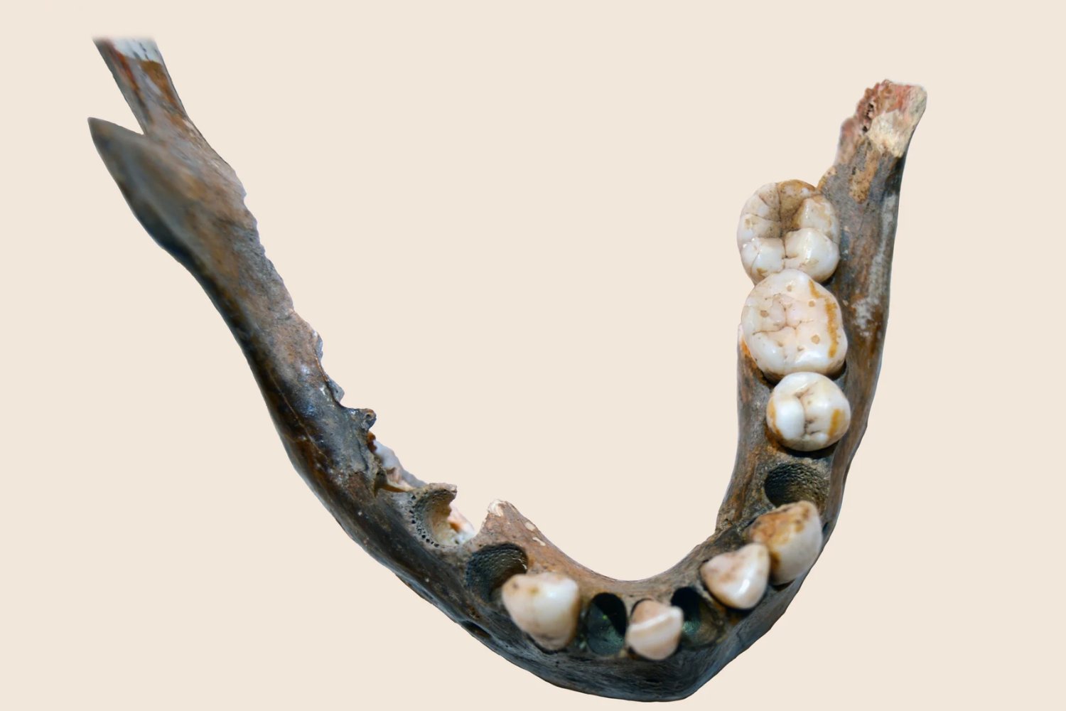 El origen del Homo sapiens era más antiguo y más sureño de lo que creíamos. Un linaje aislado durante milenios en África meridional muestra rasgos genéticos decisivos en nuestra evolución