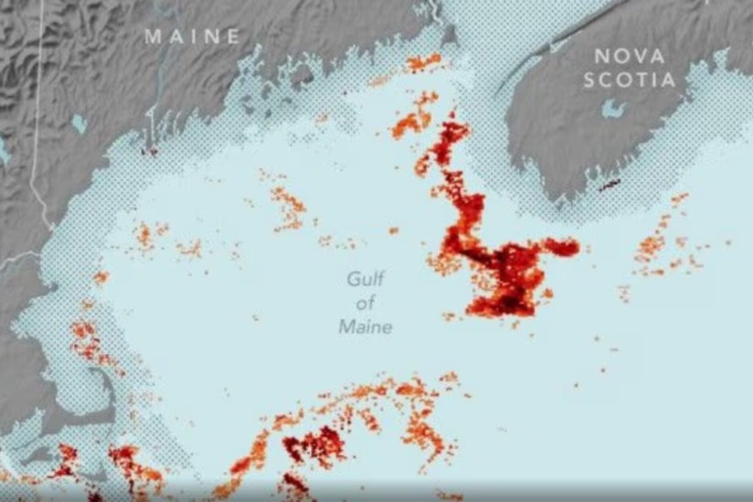 Para saber dónde estarán las ballenas, primero hay que mirar al plancton. La NASA descubre cómo seguir a los gigantes del mar desde el espacio