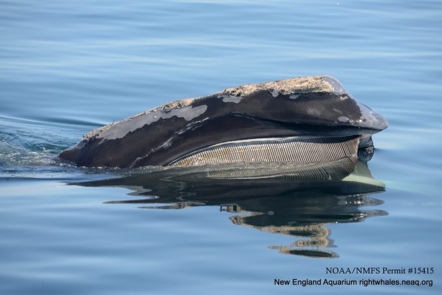 Para saber dónde estarán las ballenas, primero hay que mirar al plancton. La NASA descubre cómo seguir a los gigantes del mar desde el espacio