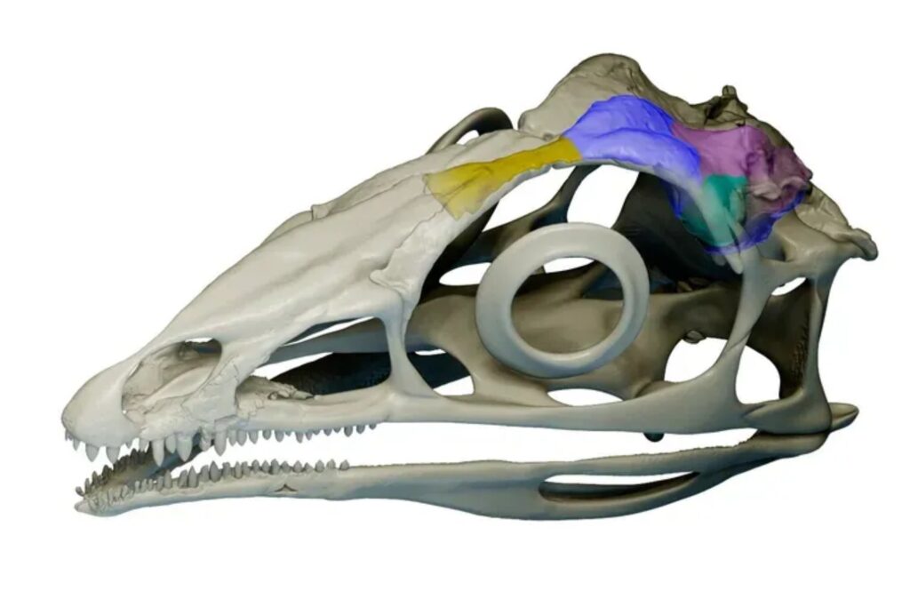 Un fósil de 233 millones de años en Brasil revela cómo los pterosaurios desarrollaron un cerebro capaz de volar. La neuroanatomía del primer reptil alado surgió desde cero y no se parece en nada a la de las aves