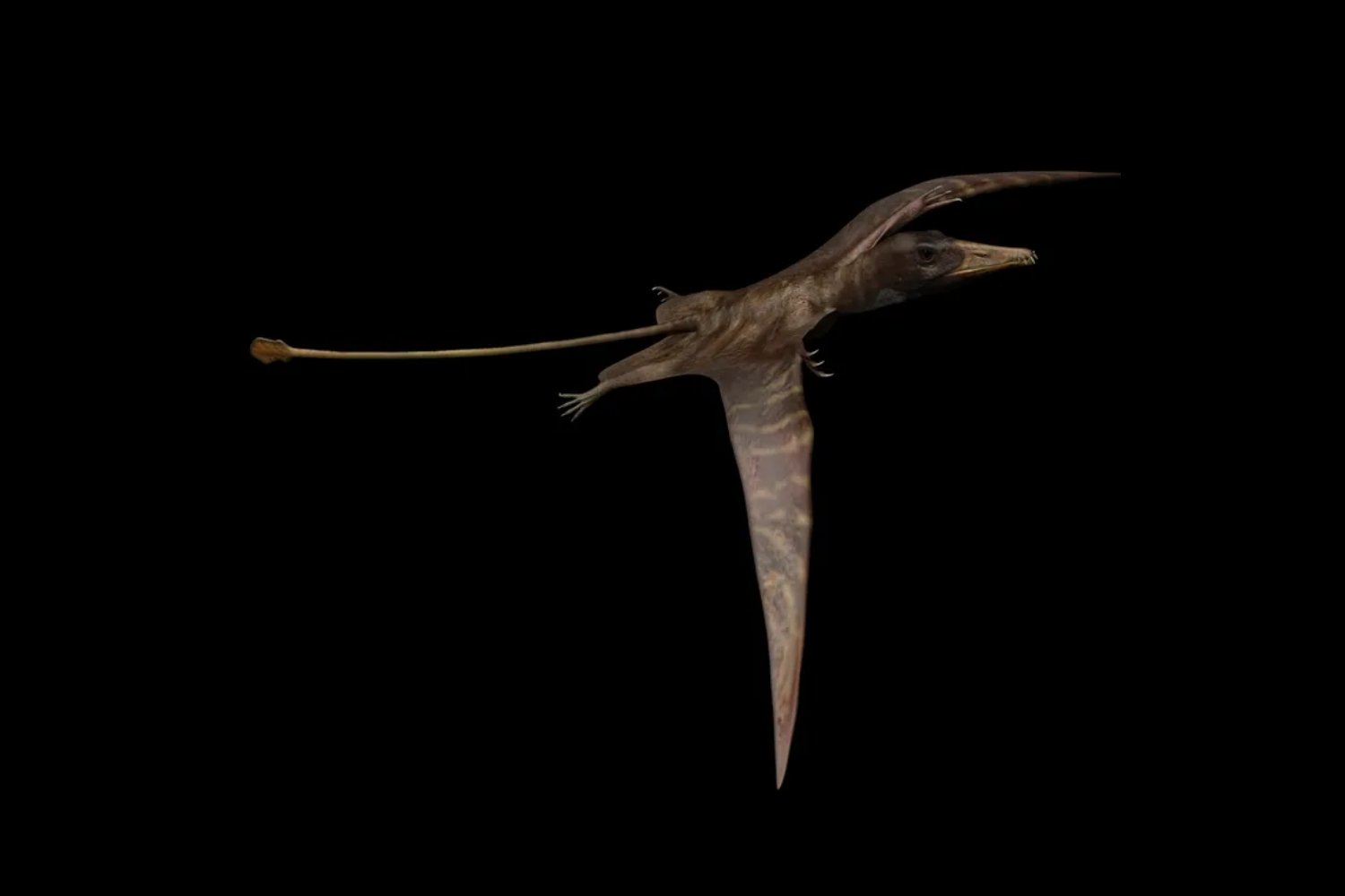 Un fósil de 233 millones de años en Brasil revela cómo los pterosaurios desarrollaron un cerebro capaz de volar. La neuroanatomía del primer reptil alado surgió desde cero y no se parece en nada a la de las aves