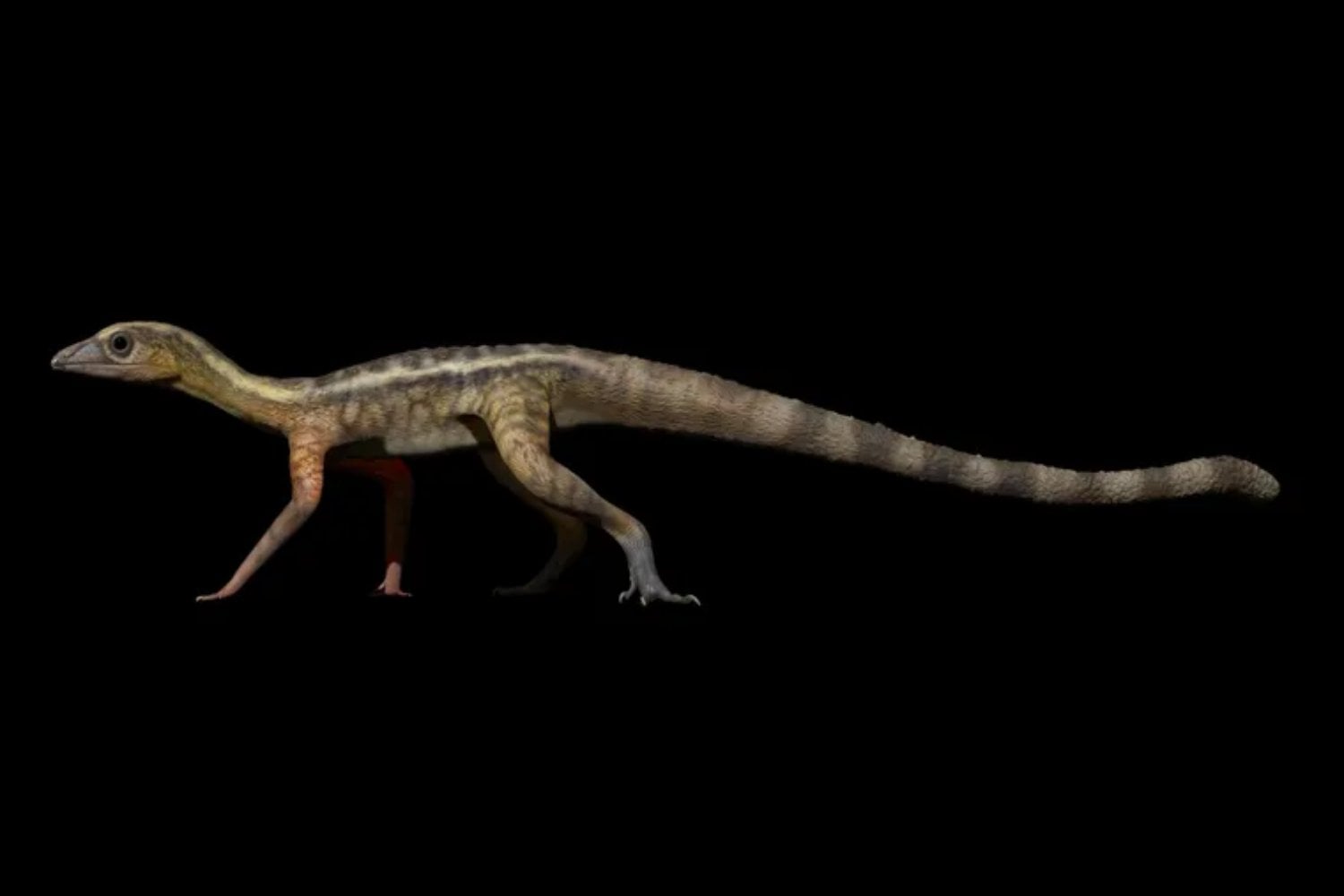 Un fósil de 233 millones de años en Brasil revela cómo los pterosaurios desarrollaron un cerebro capaz de volar. La neuroanatomía del primer reptil alado surgió desde cero y no se parece en nada a la de las aves