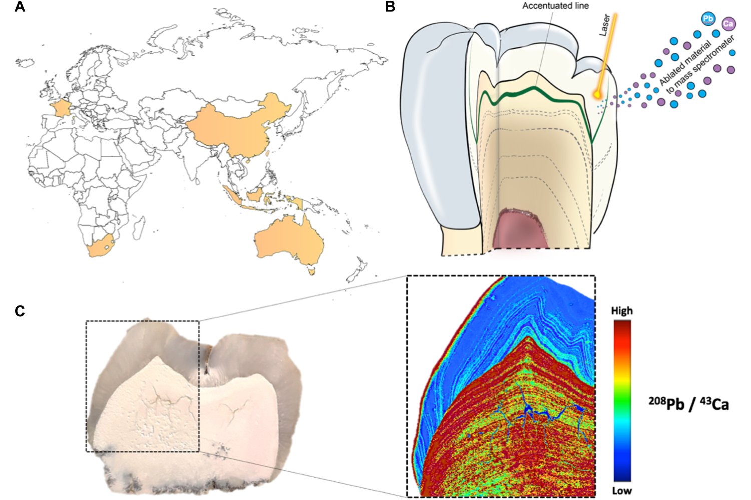 Antes de fábricas y tuberías ya había plomo. La evidencia fósil que reescribe el entorno en el que evolucionó el cerebro humano