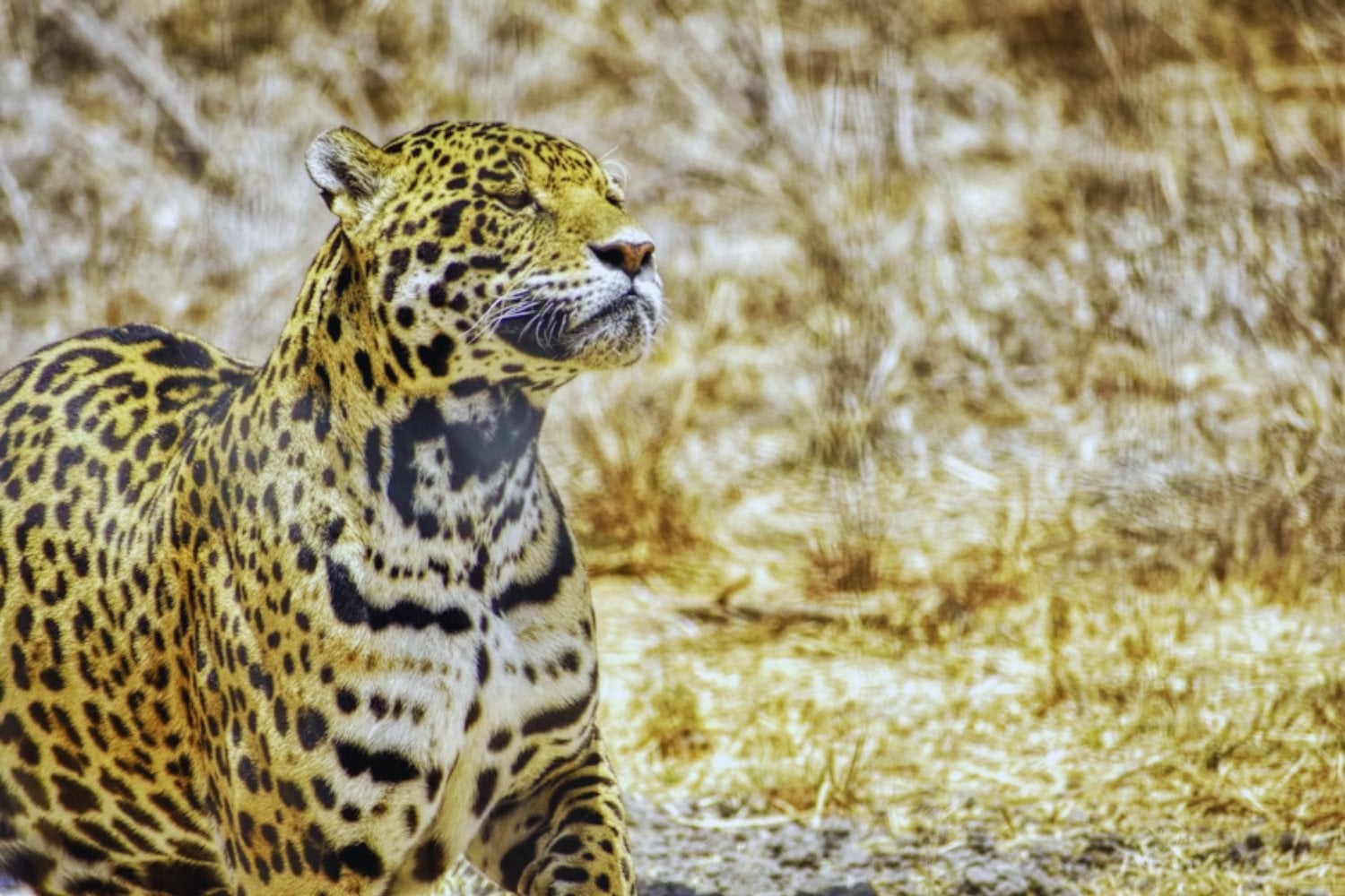 El jaguar renace en México. Un crecimiento poblacional del 30% revela cómo la tecnología satelital y las alianzas locales están salvando al gran felino de América