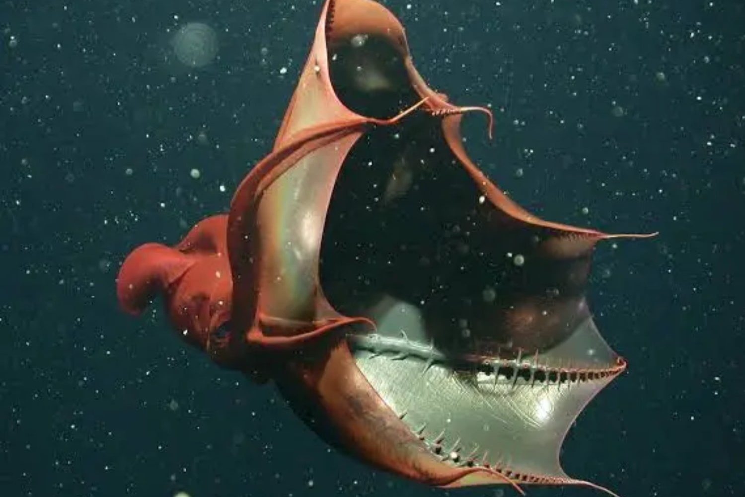 El “calamar vampiro del infierno” es un fósil viviente de 183 millones de años. Su ADN acaba de revelar que los pulpos provienen de un linaje que parecía perdido