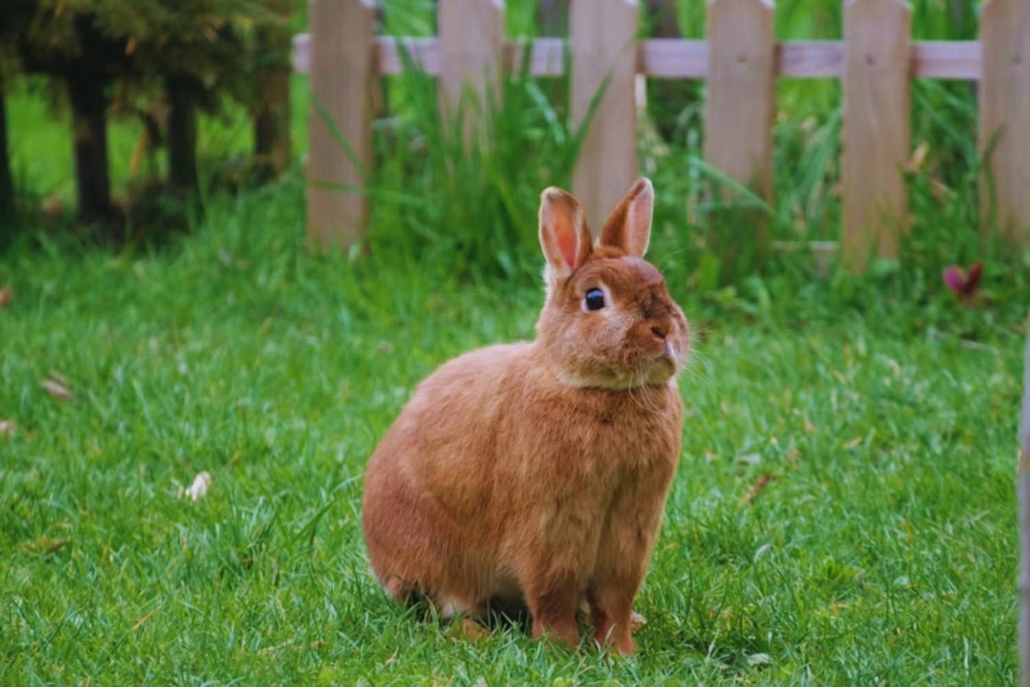 Construyeron la valla más larga del mundo en medio del desierto, pero no para separar países