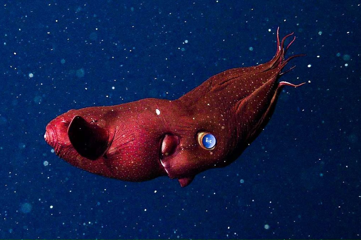El “calamar vampiro del infierno” es un fósil viviente de 183 millones de años. Su ADN acaba de revelar que los pulpos provienen de un linaje que parecía perdido