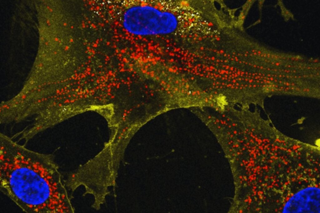 Han “supercargado” células humanas envejecidas con nanoflores. Y lo sorprendente es cómo comparten esa energía con otras