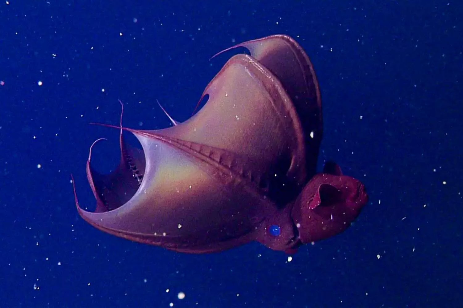 El “calamar vampiro del infierno” es un fósil viviente de 183 millones de años. Su ADN acaba de revelar que los pulpos provienen de un linaje que parecía perdido