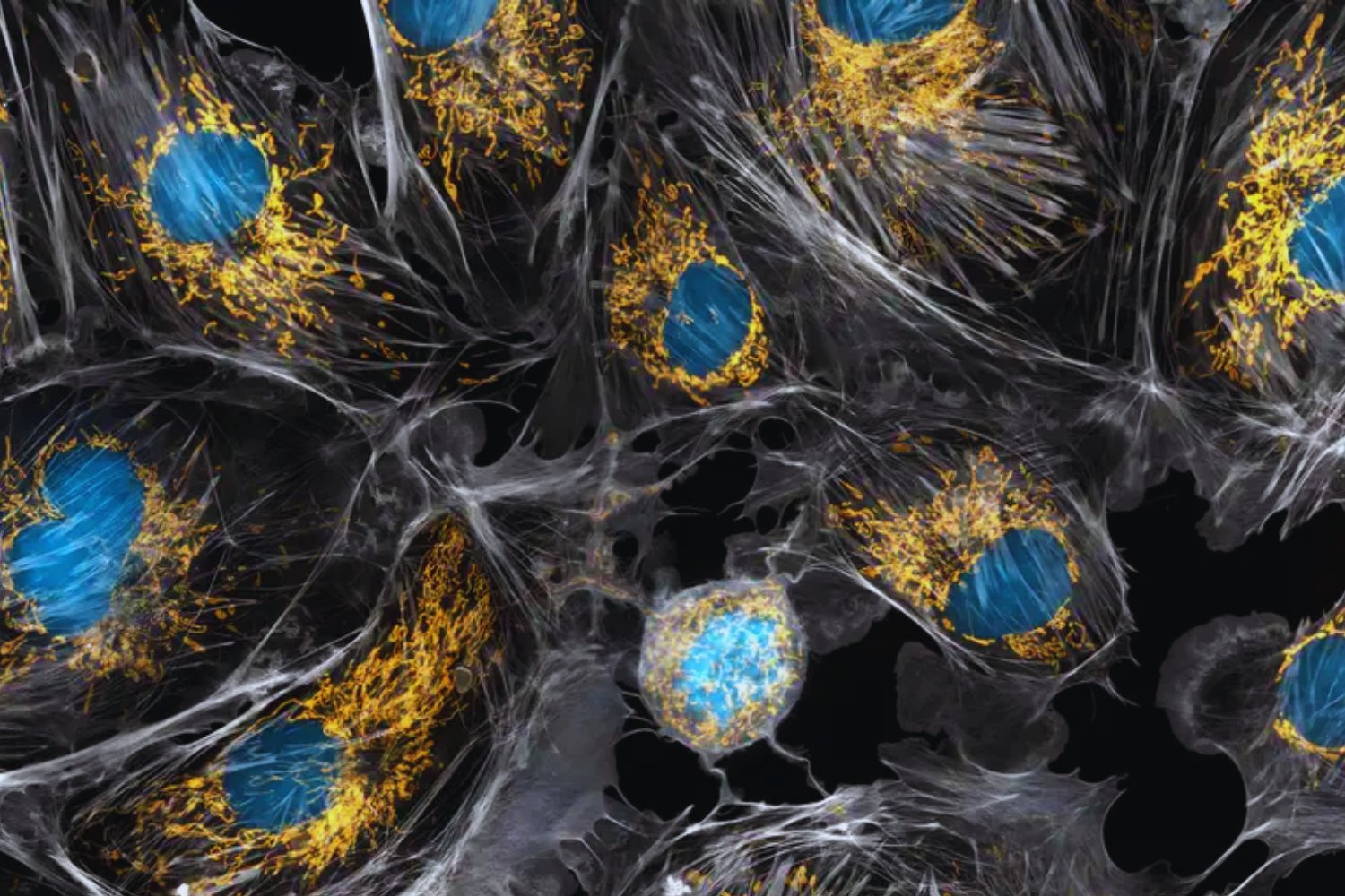 Han “supercargado” células humanas envejecidas con nanoflores. Y lo sorprendente es cómo comparten esa energía con otras