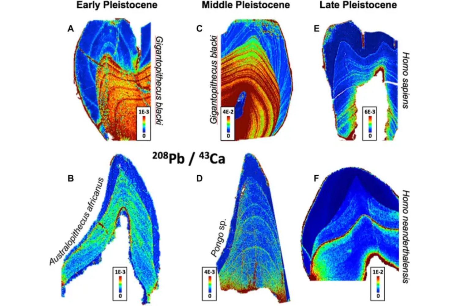 Antes de fábricas y tuberías ya había plomo. La evidencia fósil que reescribe el entorno en el que evolucionó el cerebro humano