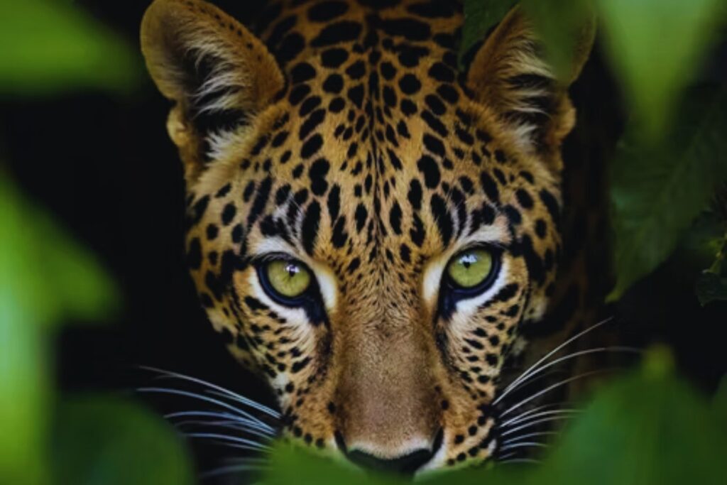 El jaguar renace en México. Un crecimiento poblacional del 30% revela cómo la tecnología satelital y las alianzas locales están salvando al gran felino de América