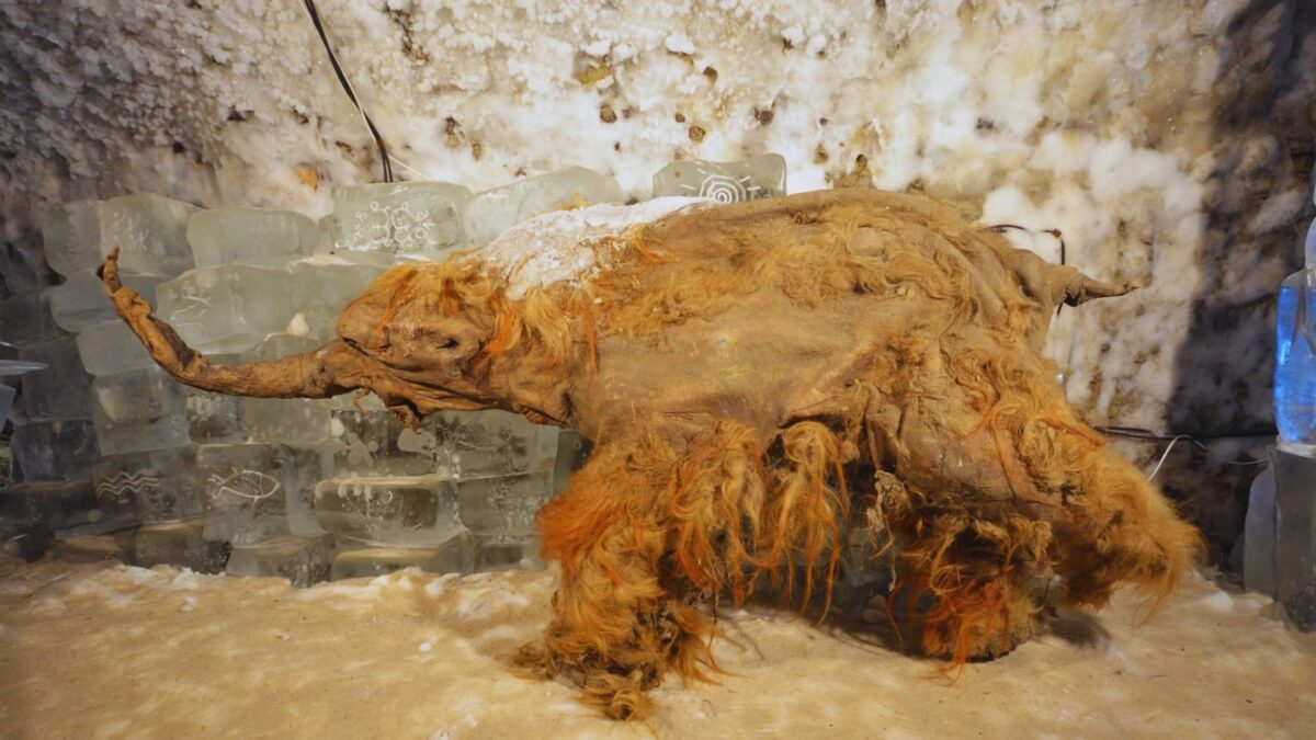 El ARN más antiguo jamás encontrado estaba oculto en un mamut lanudo de 40 000 años. Un fósil molecular que revela cómo vivió (y murió) uno de los últimos gigantes de la Edad de Hielo