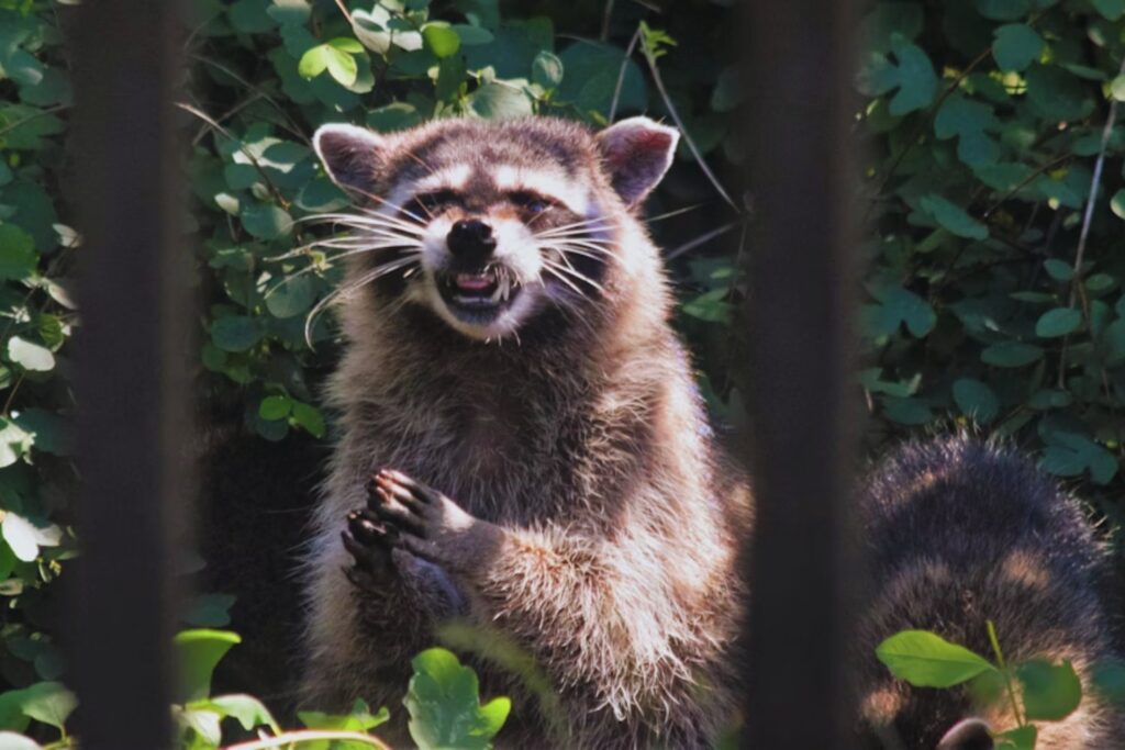 Creíamos que domesticábamos la naturaleza, pero la naturaleza nos está domesticando a nosotros. Los mapaches muestran rasgos de domesticación impulsados por vivir en nuestras ciudades