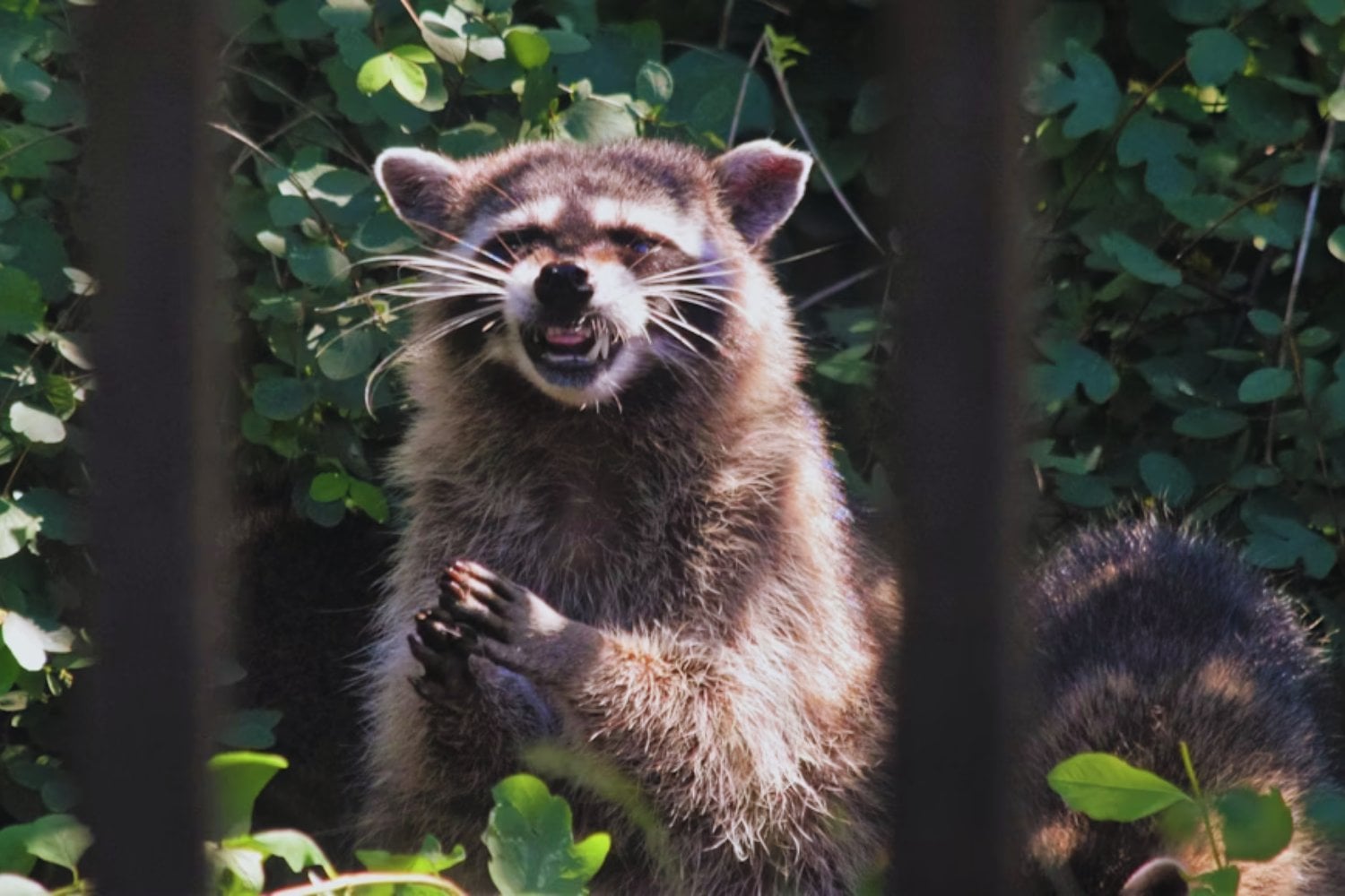 Creíamos que domesticábamos la naturaleza, pero la naturaleza nos está domesticando a nosotros. Los mapaches muestran rasgos de domesticación impulsados por vivir en nuestras ciudades