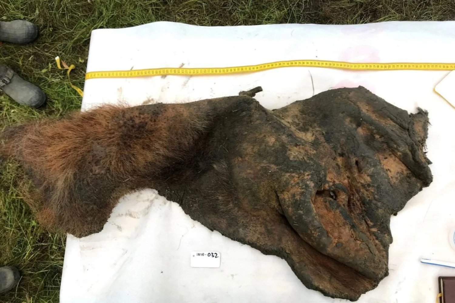 El ARN más antiguo jamás encontrado estaba oculto en un mamut lanudo de 40&nbsp;000 años. Un fósil molecular que revela cómo vivió —y murió— uno de los últimos gigantes de la Edad de Hielo