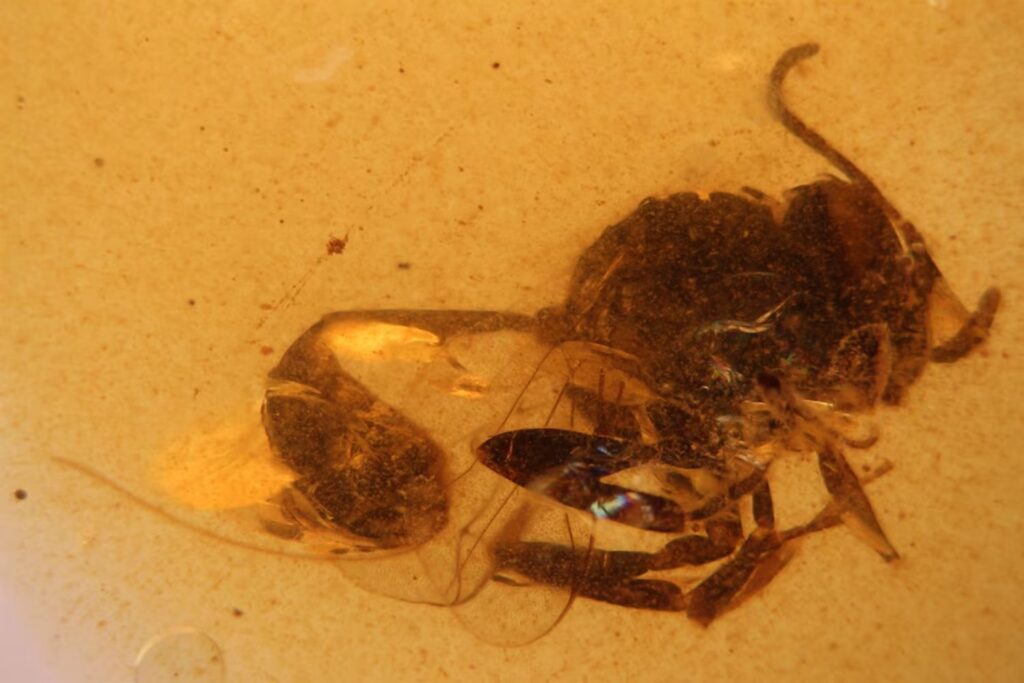Nadie lo esperaba: en una gota de ámbar cántabro descubren una especie que vivió con los dinosaurios