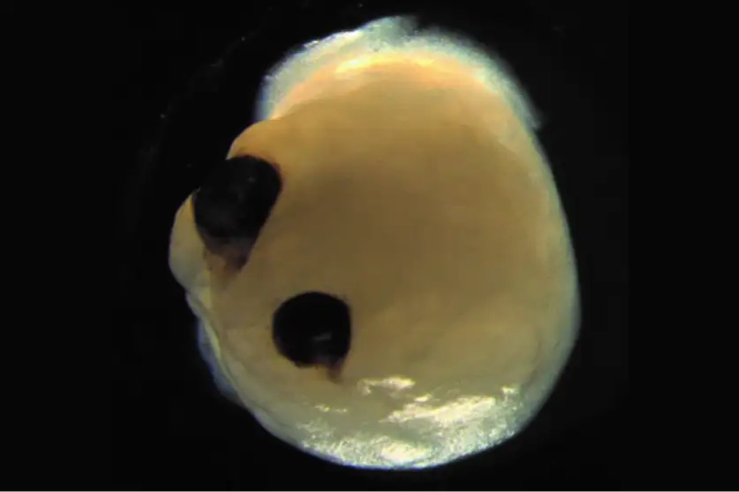 Antes de fábricas y tuberías ya había plomo. La evidencia fósil que reescribe el entorno en el que evolucionó el cerebro humano