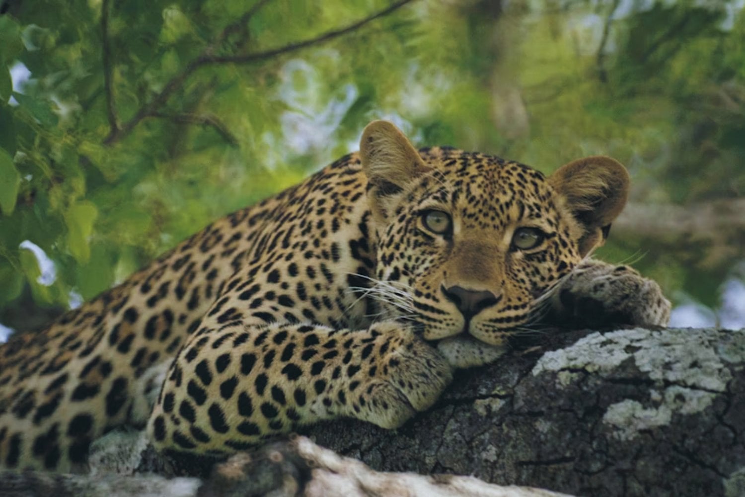 El jaguar renace en México. Un crecimiento poblacional del 30% revela cómo la tecnología satelital y las alianzas locales están salvando al gran felino de América