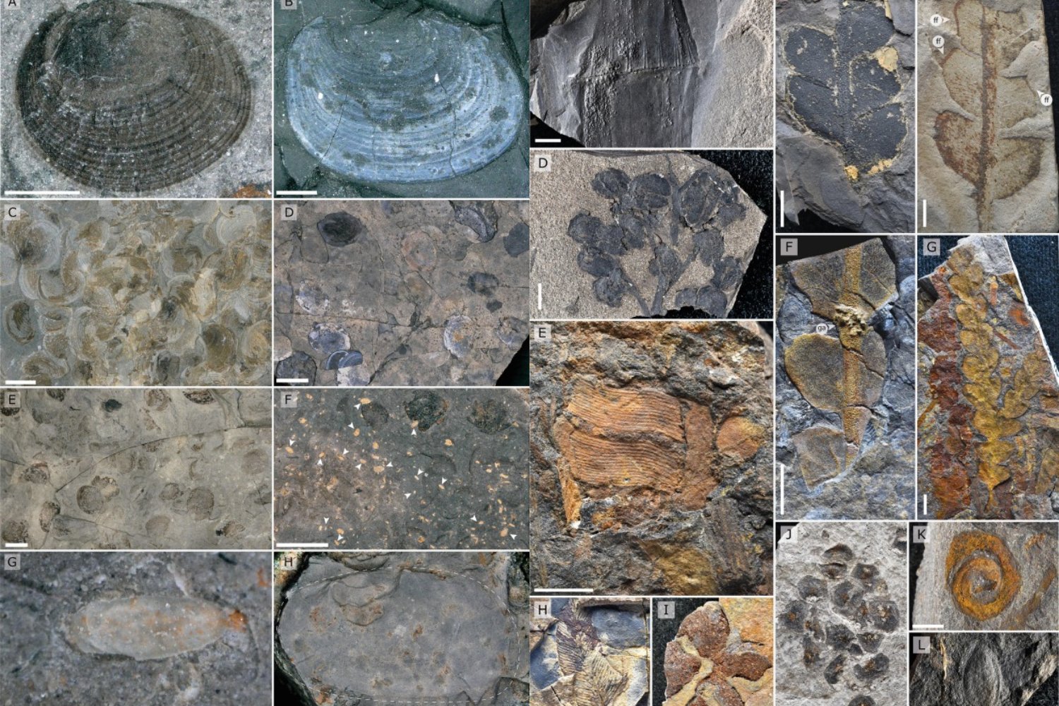 Lo que hoy es el desierto más árido del mundo fue un lago lleno de vida. Atacama acaba de revelar un fósil clave del antiguo Gondwana