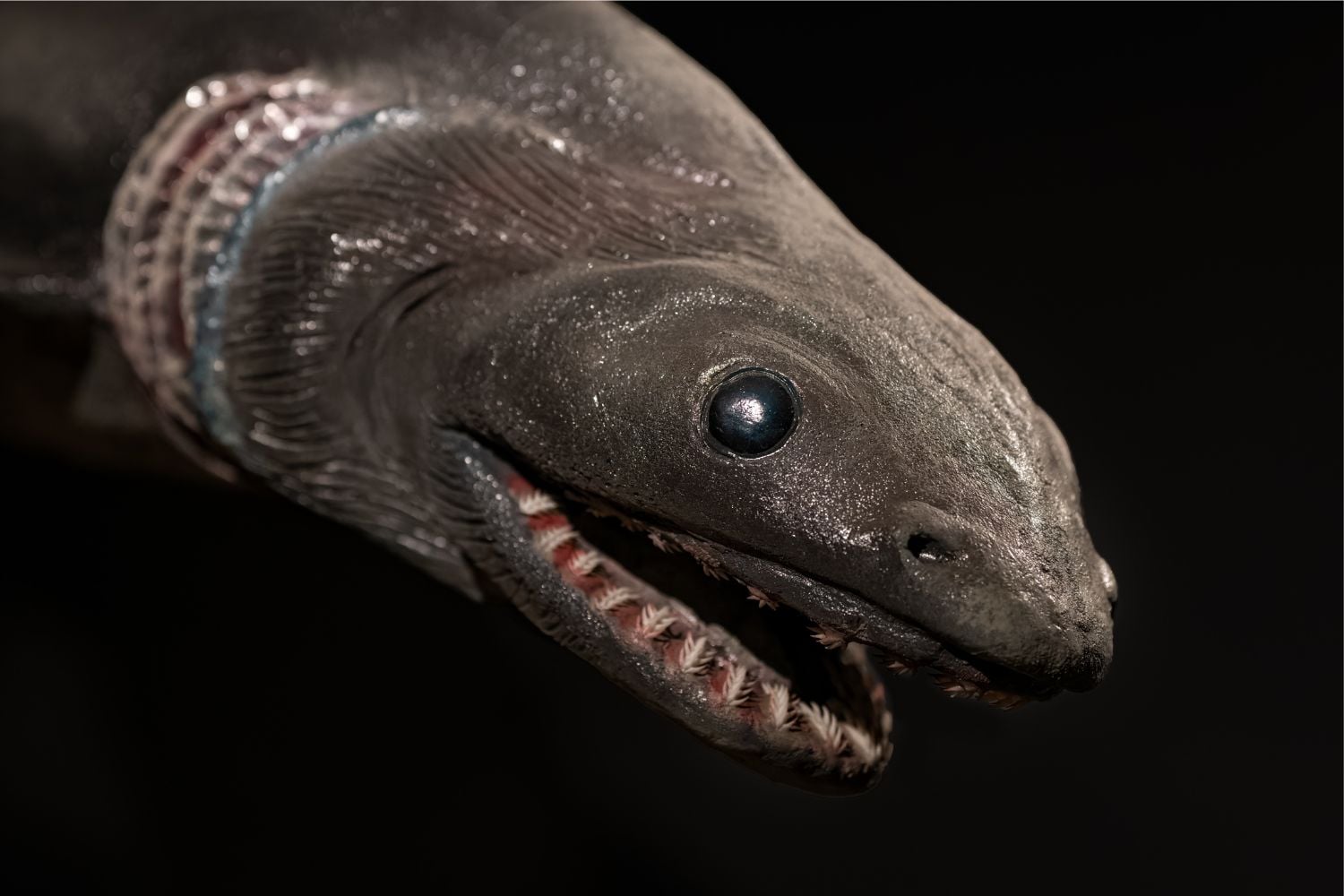 Diseño Sin Título (7)