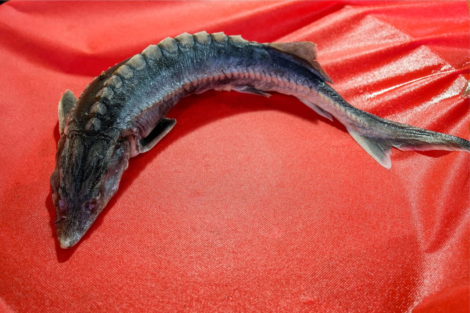 Diseño Sin Título (8)