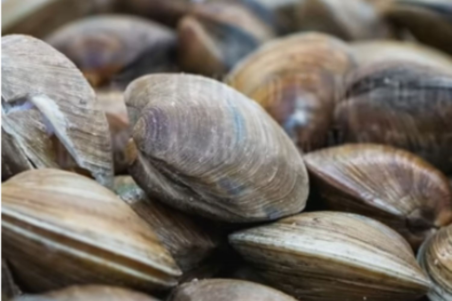 Diseño Sin Título (82)