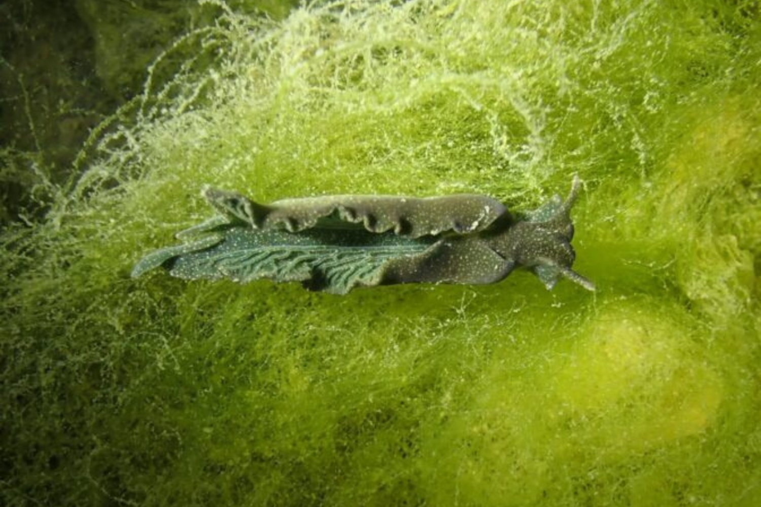 E Chlorotica Luce Como Una Hoja