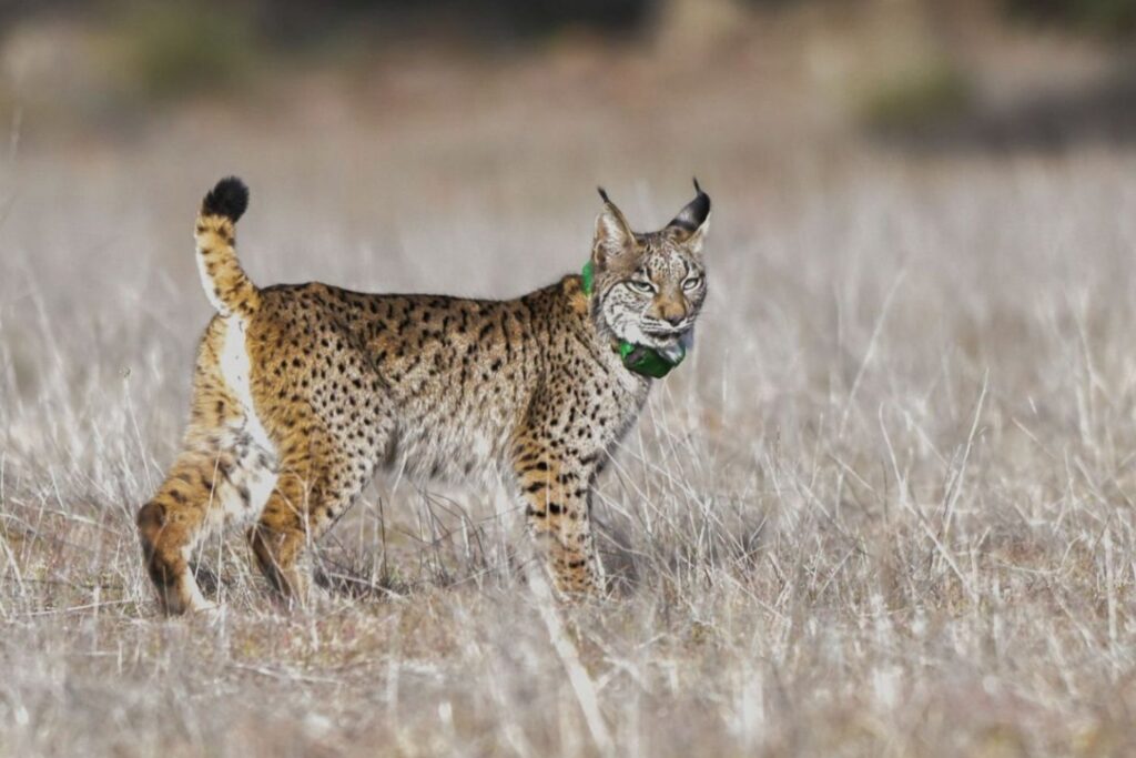 El lince ibérico da un paso inesperado hacia el futuro: embriones creados en laboratorio para salvar la especie