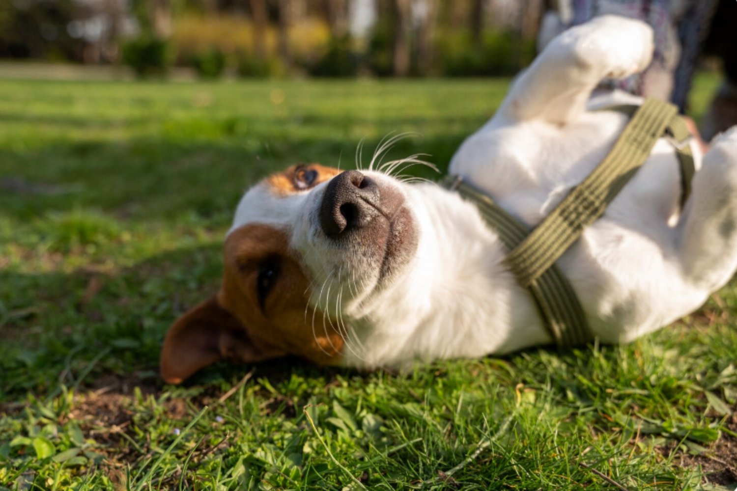 El truco verde que puede frenar a las garrapatas en tu jardín (y proteger a tus mascotas)