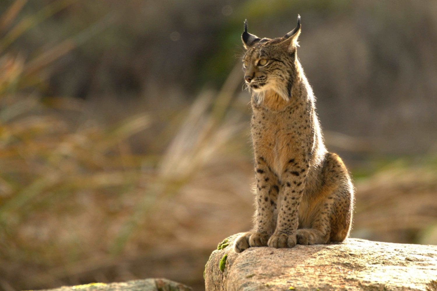El lince ibérico da un paso inesperado hacia el futuro: embriones creados en laboratorio para salvar la especie