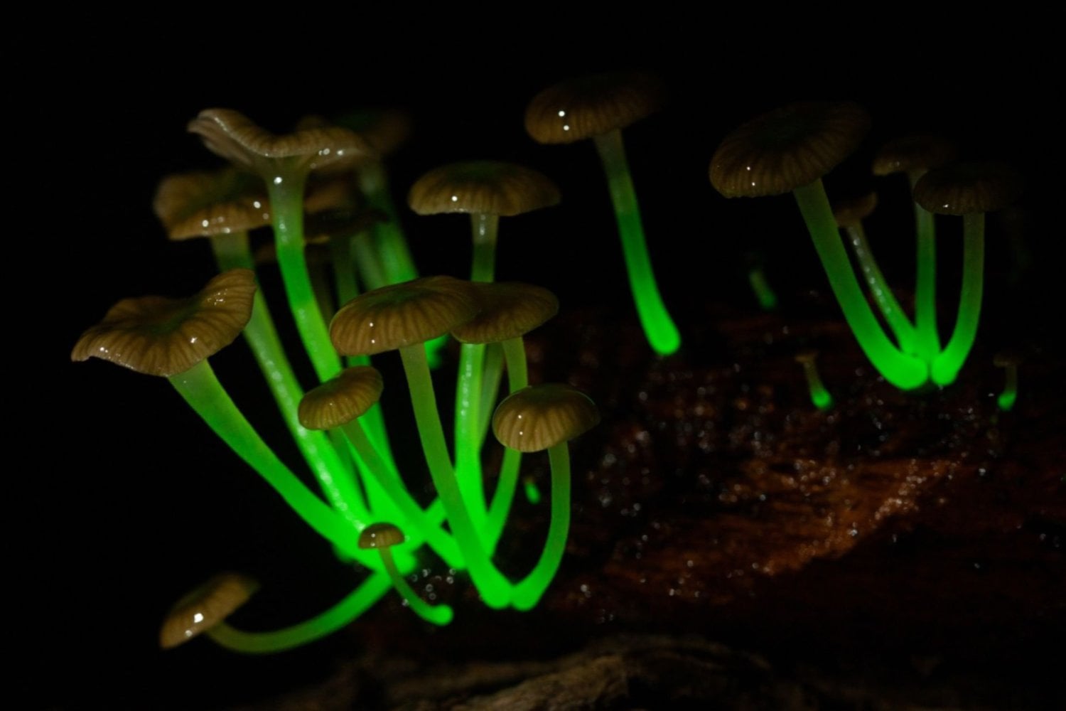 El bosque que brilla: las criaturas luminosas que parecen sacadas de otra dimensión