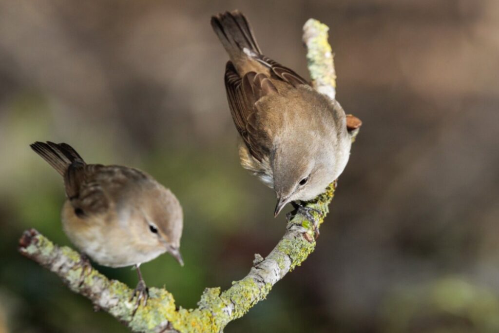Las aves están enviando una advertencia: el planeta pierde su red de seguridad natural
