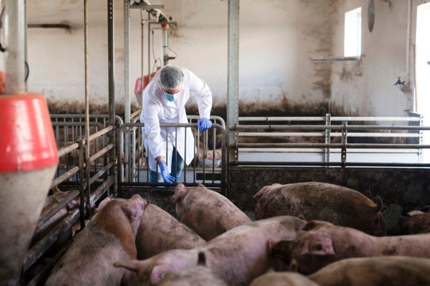 Treinta años después, España revive la pesadilla porcina que creía enterrada