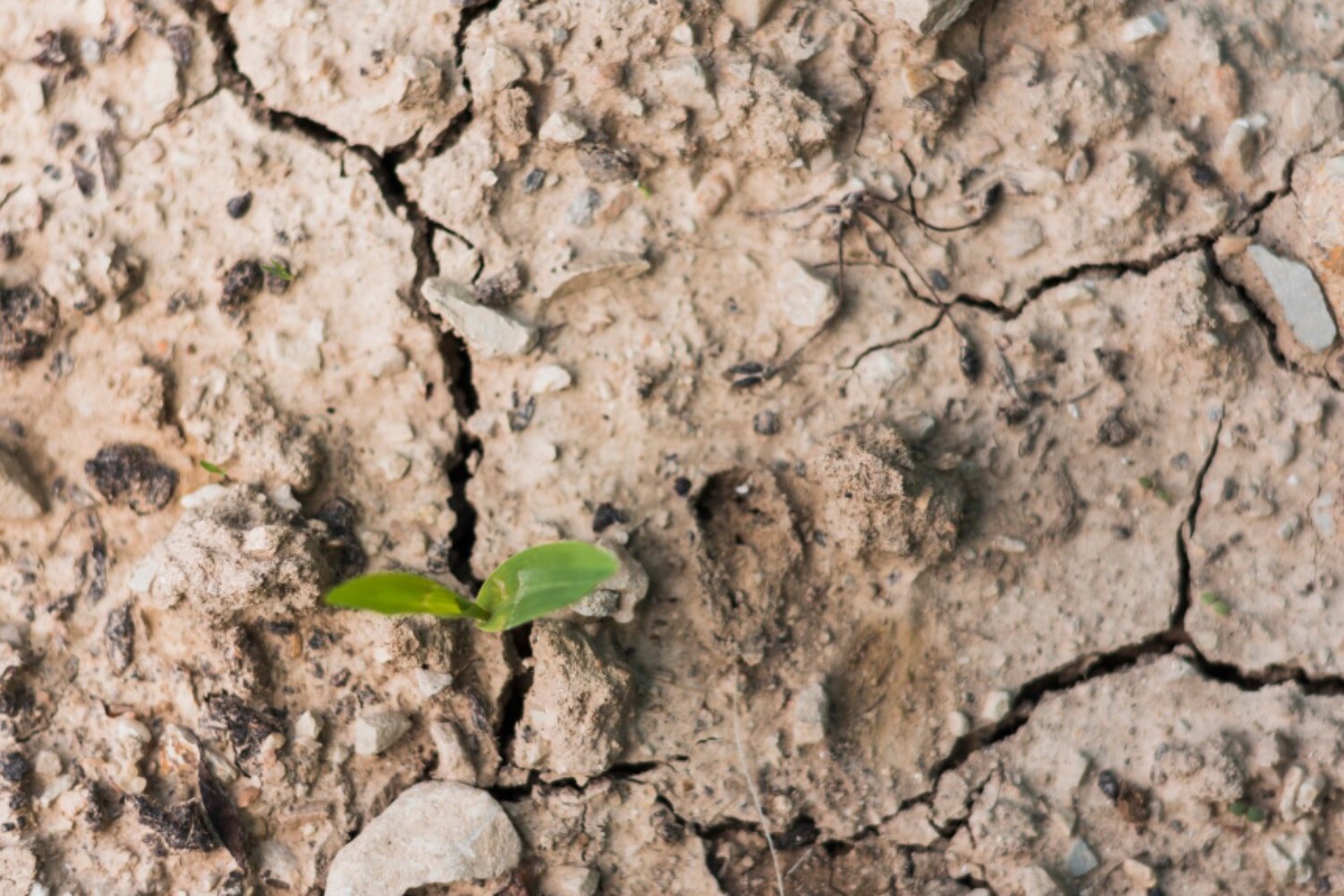 Las aves están enviando una advertencia: el planeta pierde su red de seguridad natural