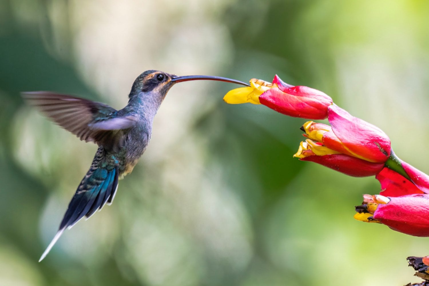 Una daga en miniatura: así usan los colibríes su pico para pelear por territorio