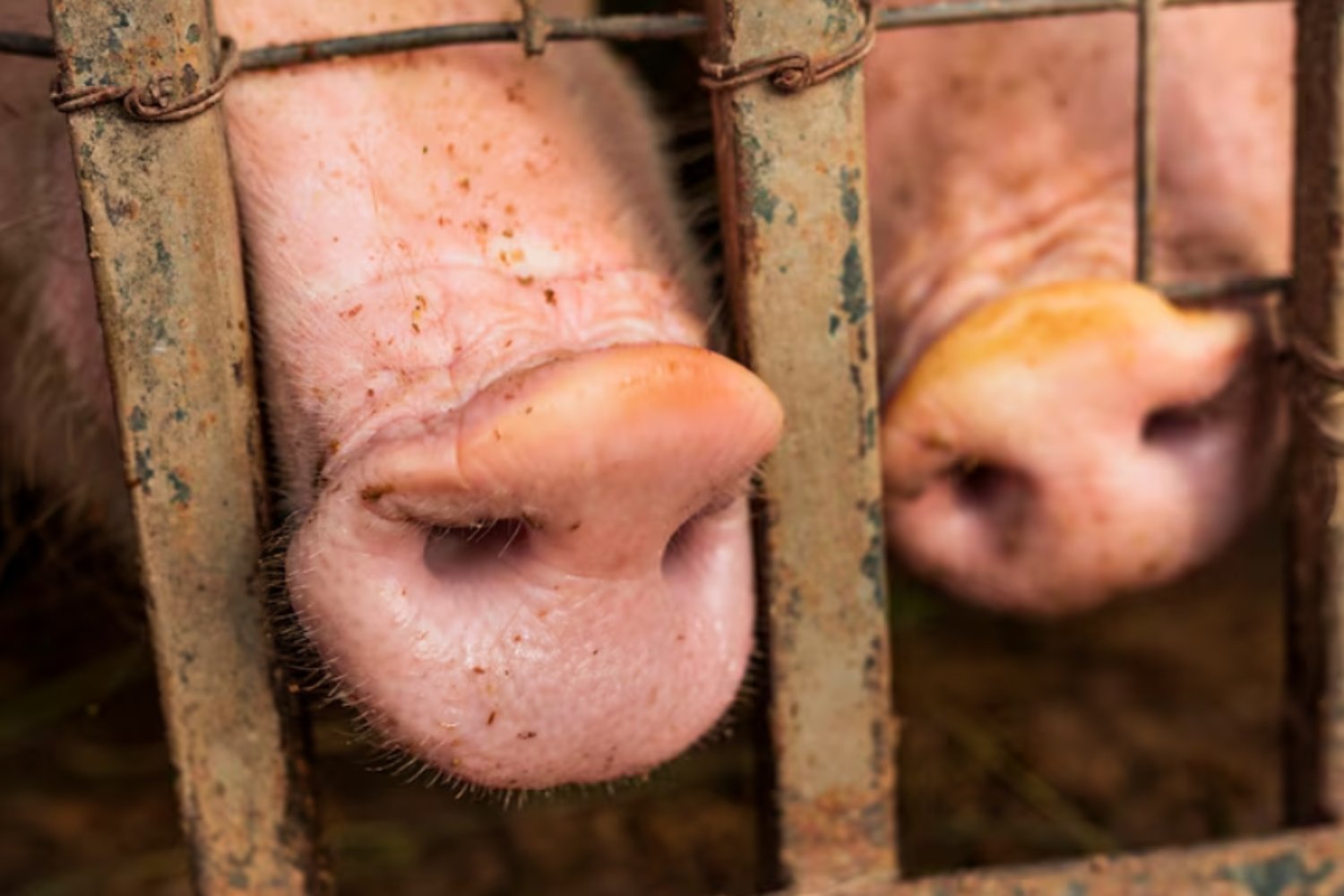Treinta años después, España revive la pesadilla porcina que creía enterrada