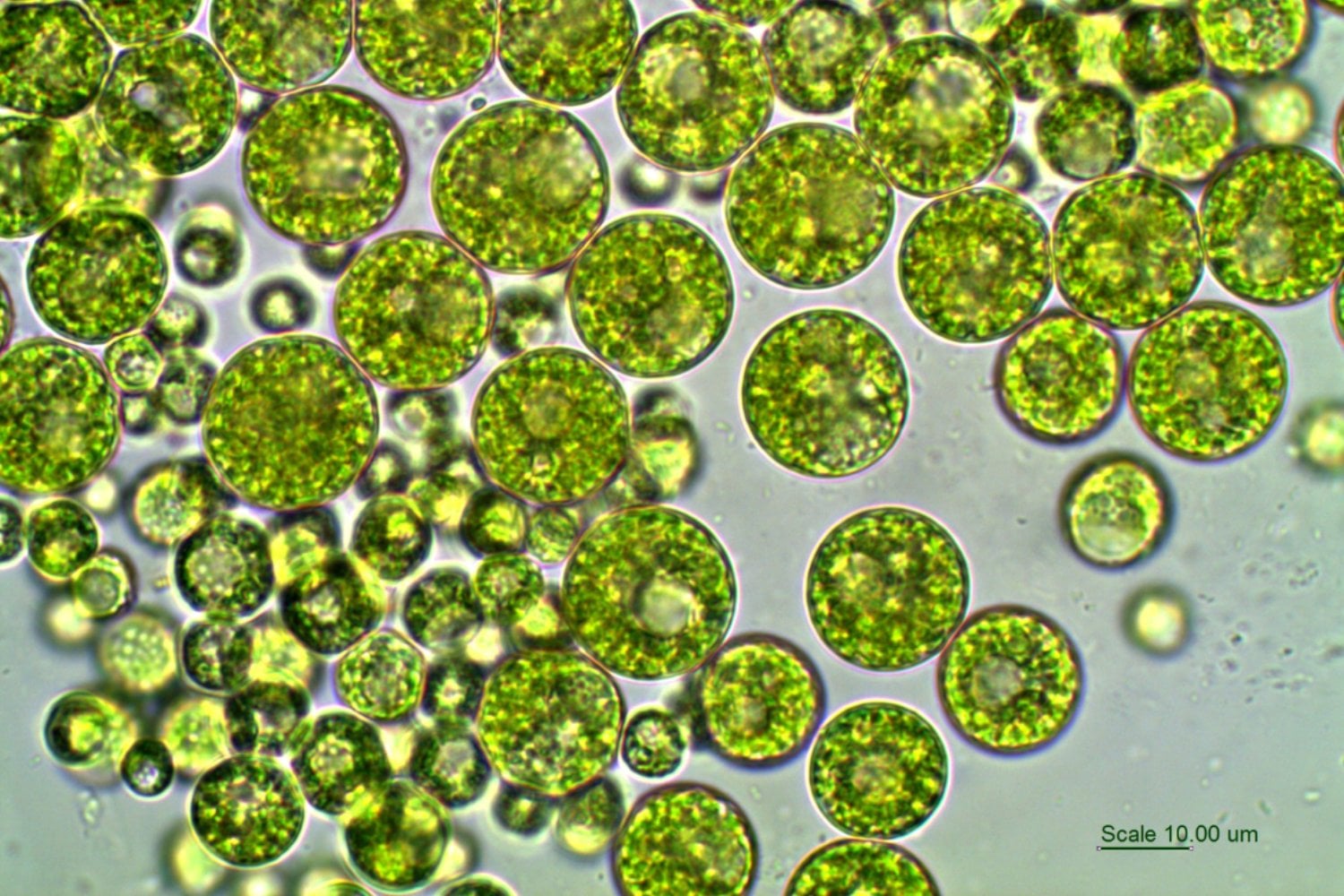 Microalgas al rescate del agua: el sistema que limpia metales pesados usando residuos cotidianos