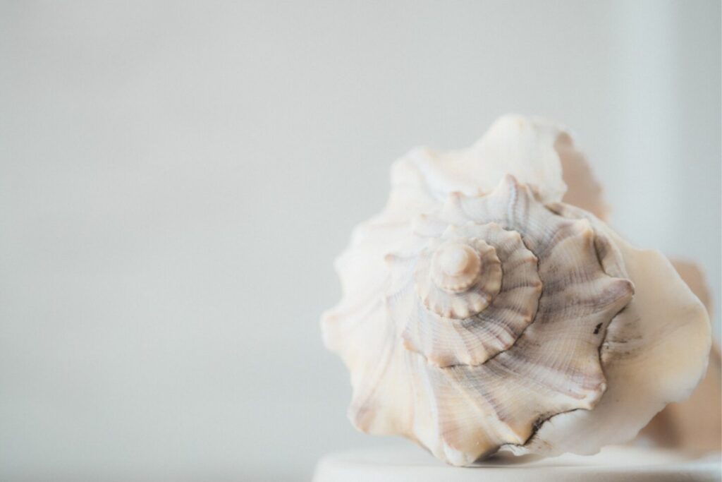 Parece una caracola, pero es tecnología acústica neolítica: los instrumentos de 6.000 años hallados en Cataluña que sonaban como trompas modernas