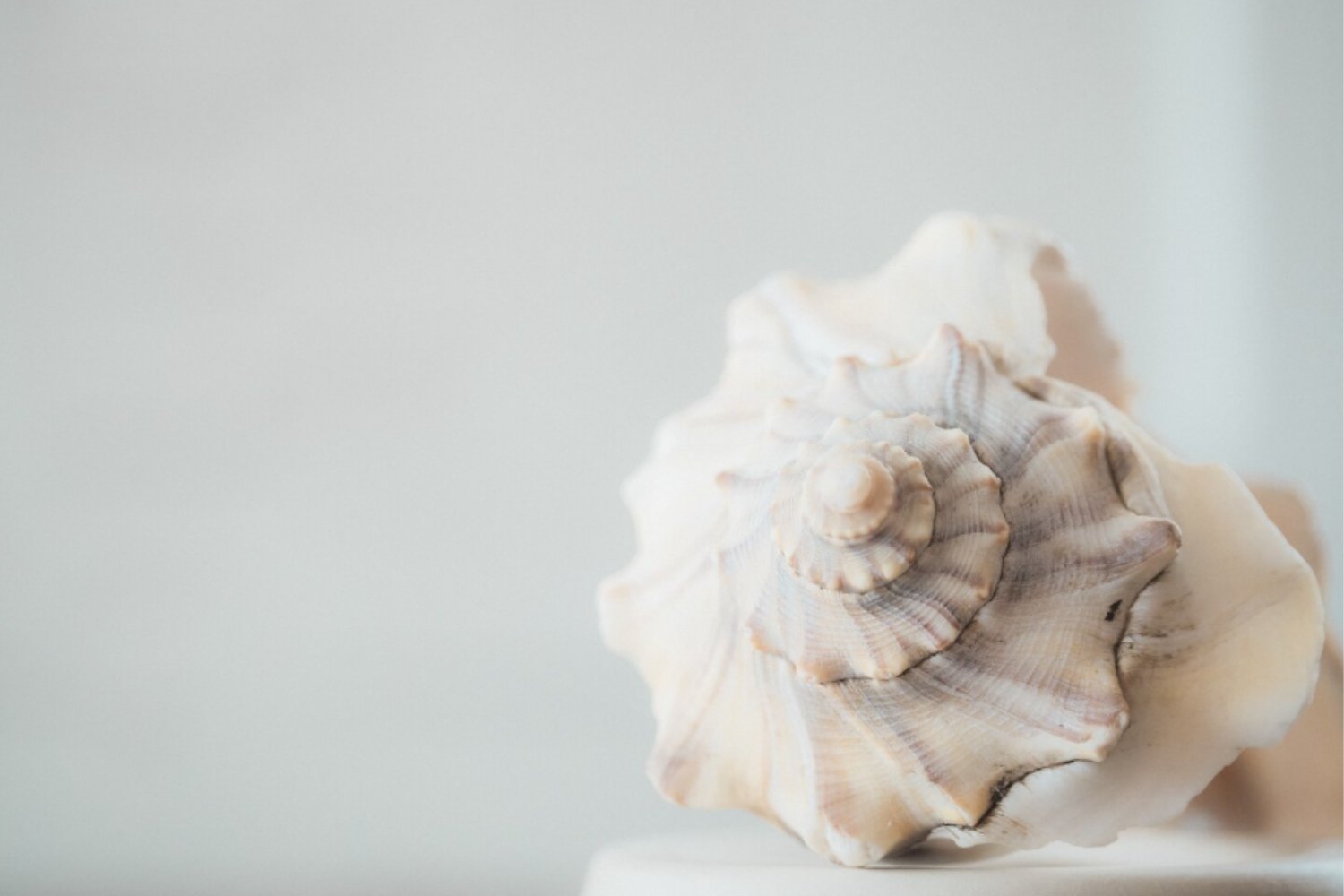 Parece una caracola, pero es tecnología acústica neolítica: los instrumentos de 6.000 años hallados en Cataluña que sonaban como trompas modernas