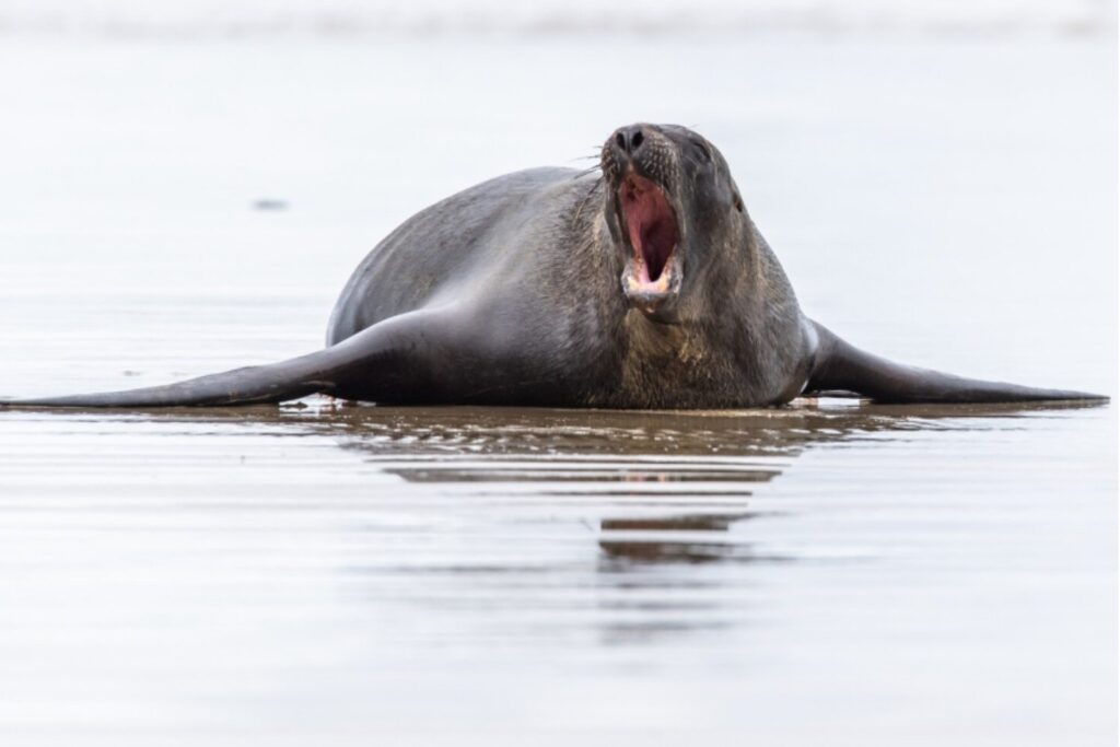 Los elefantes marinos recuerdan durante años a sus enemigos… y reaccionan solo con oírlos